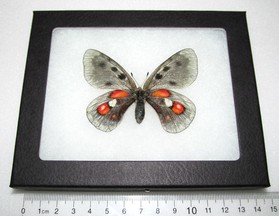 Parnassius apollo wiscotti (interesting variation) (Internet Image property of respective owner, non-commercial use only)